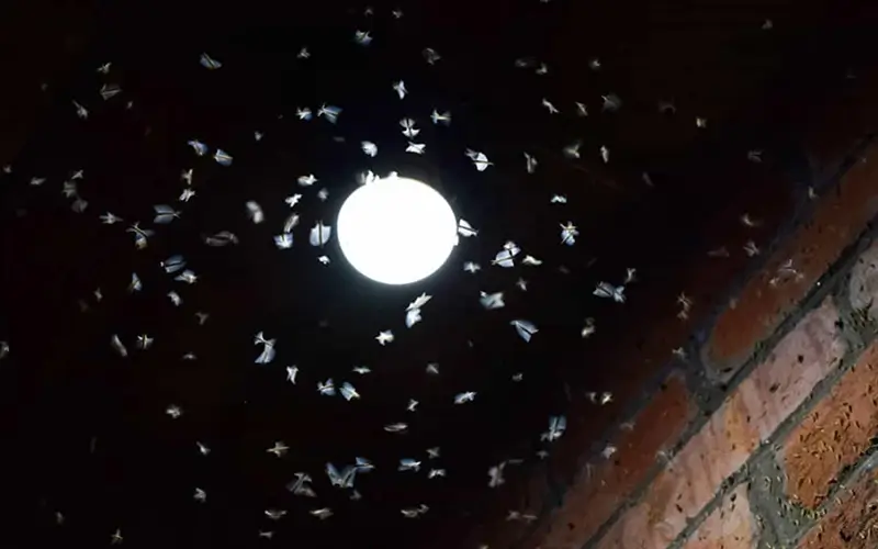 Do LED lights attract bugs? - 10 ways to prevent them
