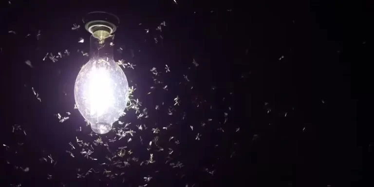 Les lumières LED attirent-elles les insectes ?