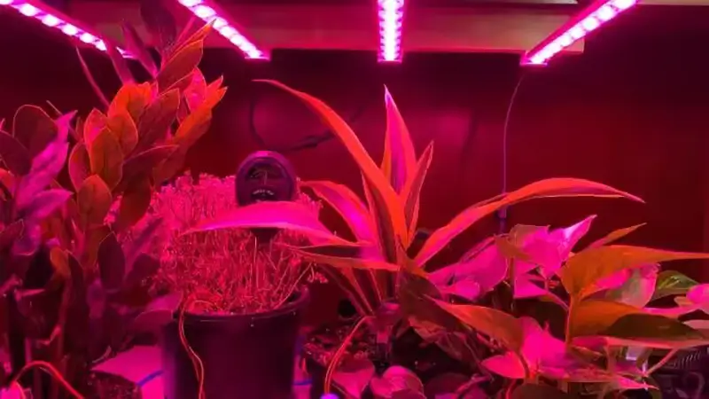 Can Red LED Strip Lights Help Plants Grow